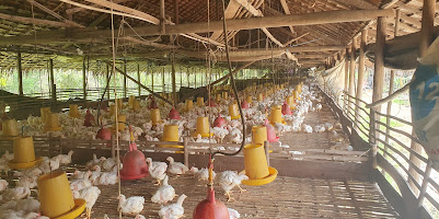 Peternakan ayam Pedaging